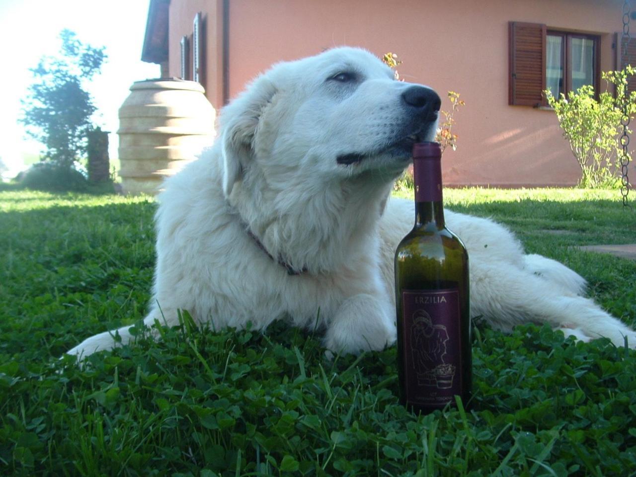 Agriturismo Pian Dei Pini 蒙蒂亚诺 外观 照片