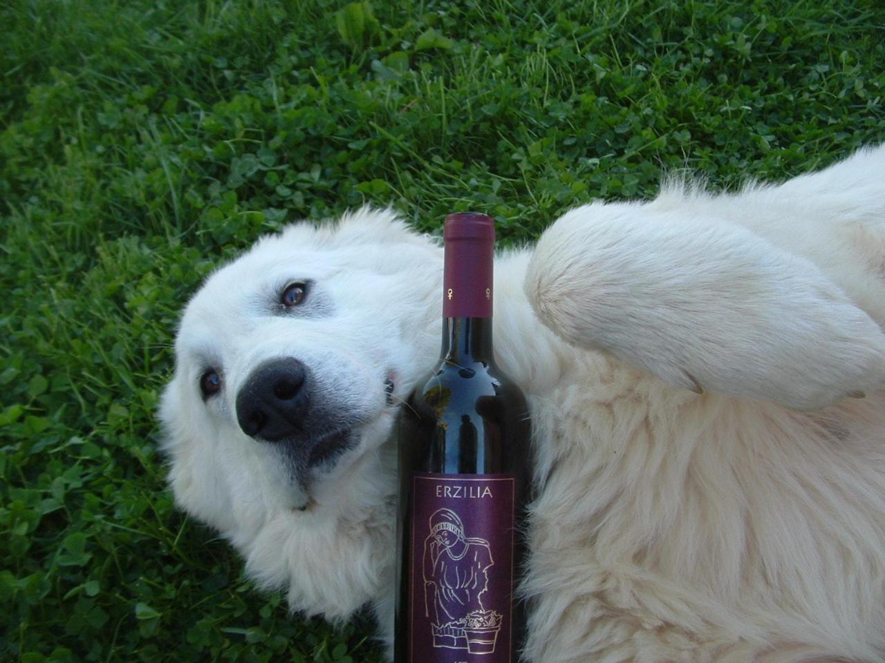 Agriturismo Pian Dei Pini 蒙蒂亚诺 外观 照片