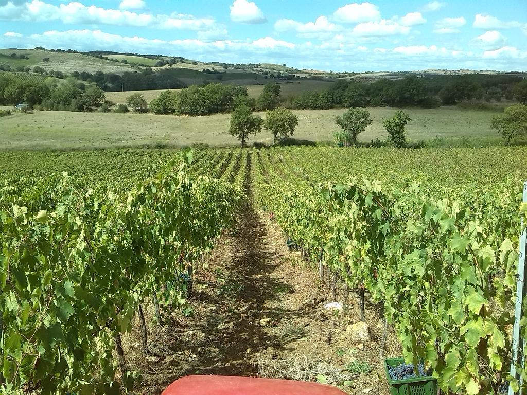Agriturismo Pian Dei Pini 蒙蒂亚诺 外观 照片